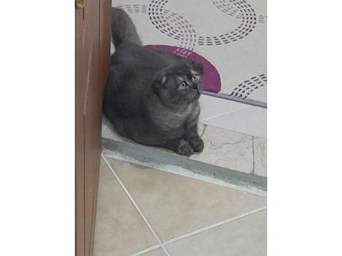 11 aylık scottish fold çok sakin ve sevecen