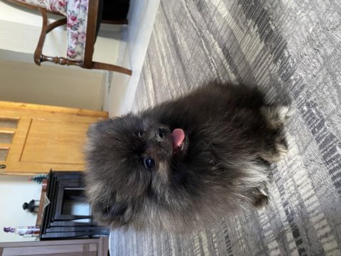 Pomeranian 2 aylık erkek yavru