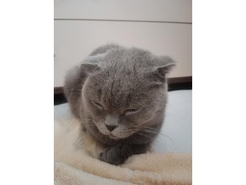 Hamile scottish fold kedim