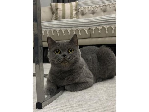 Ücretsiz british shorthair dişi