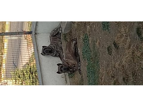 Cane corso 2 yaşında