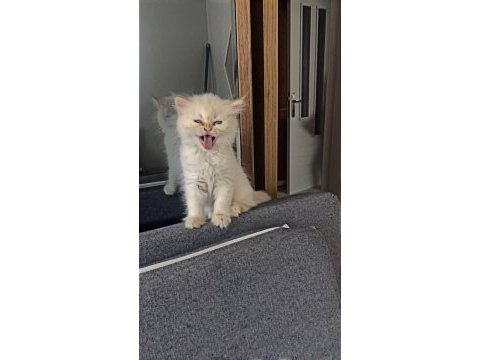 British longhair acil kalıcı yuva aranıyor