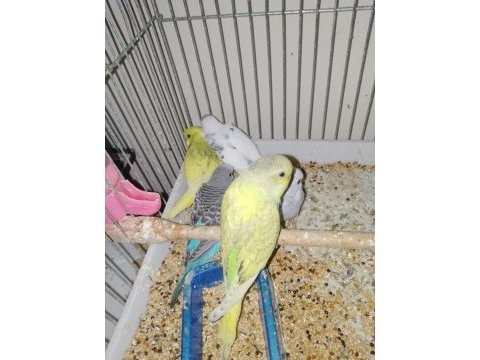 Kırmızı göz muhabbet kuşu