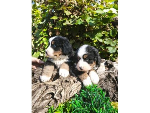 Muhteşem bernese bebekler