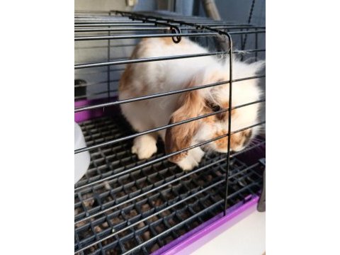 English lop tavşan