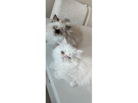 3 aylık dişi iran kedileri