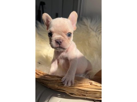 Micro boy exotic renk french bulldog yavrularım