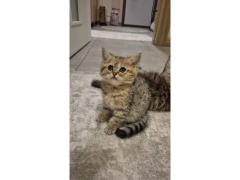 British shorthair tabby yavrum yeni yuvasına hazır