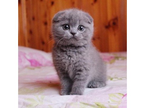 Top kafa panda surat scottish fold bebekler