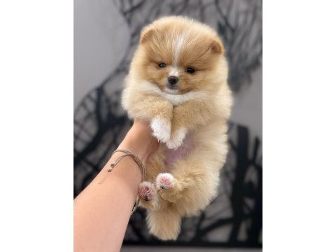 Party colour dişi pomeranian