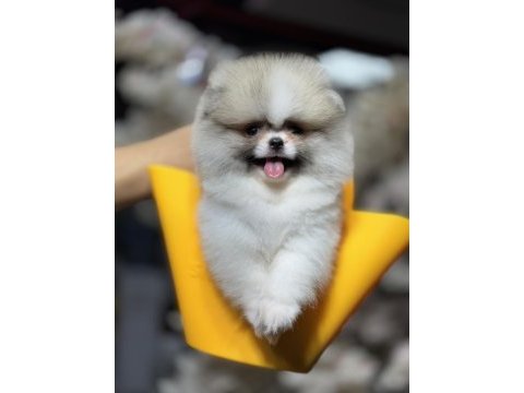 En özel renk pomeranian