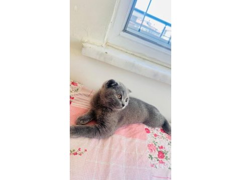 Poncik british shorthair prenses