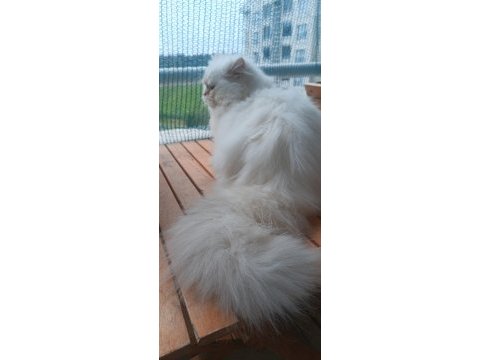 British longhair şecereli
