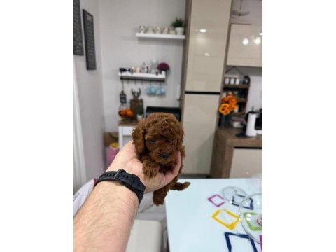 Shoooowwww kalite toy poodle yavrular ankara mağazamızda