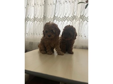 Toy poodle bebeklerimiz 67 günlük