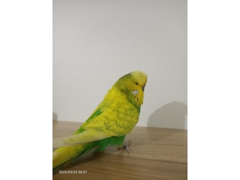 Jumbo yetişkin erkek muhabbet kuşu