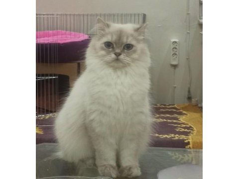 Golden british longhair bluepoint ay2233
