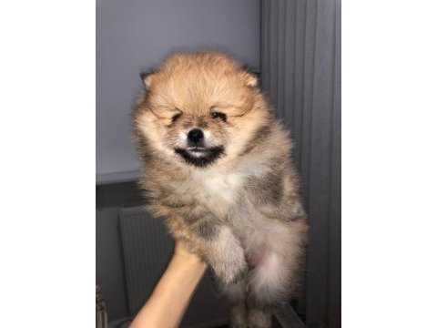 Sevimli pomeranian minikler
