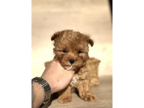 Tiny teddy face kore maltipoo
