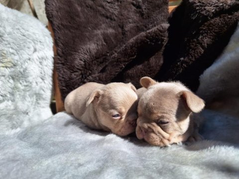 New shade isabella dişi french bulldog yavrular