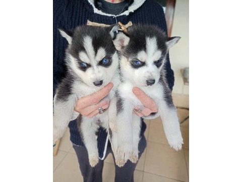 Erkek ve dişi husky yavruları mavi gözlü