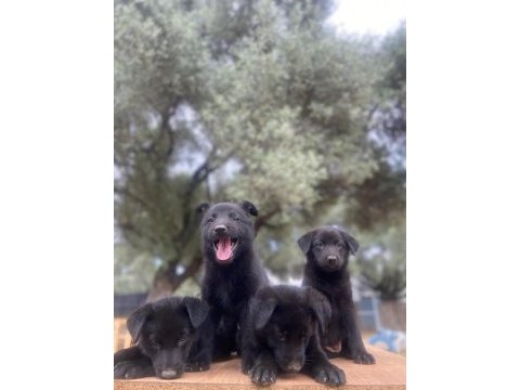 Muhteşem alman çoban köpeği yavrularımız