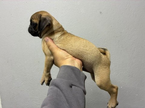 Irk ve sağlık garantili pug köpekler