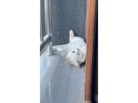 6-7 aylık dişi van kedisi sahiplendiriyoruz