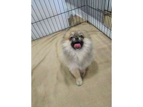 Pomeranian dişi bebekler