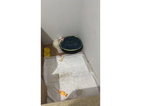 Maltese uygun