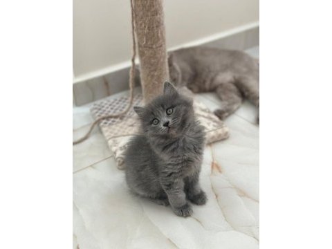 Dişi british longhair