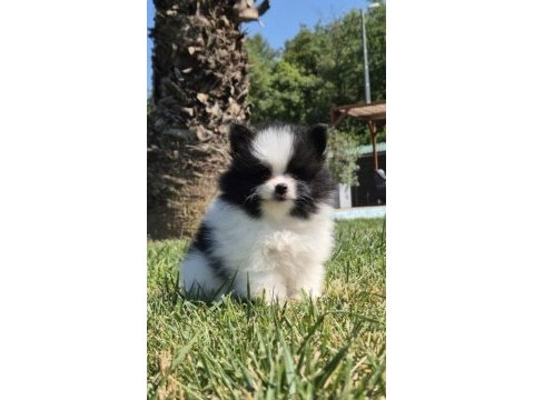 Irk özellikleri ile karakterize gerçek teddybear bebekler