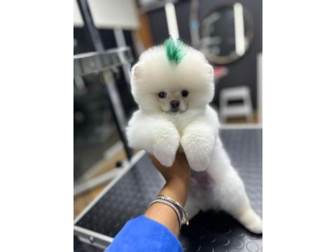 4 aylık üst düzey pomeranian boo yavrularım