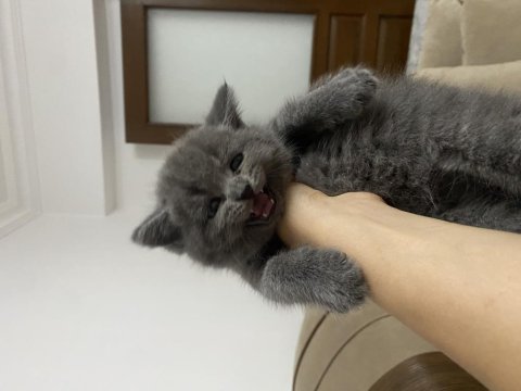 Minnoş british shorthair yavru
