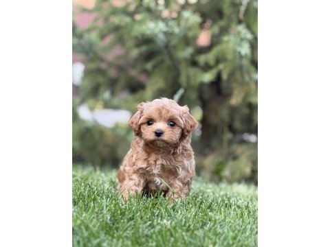 Maltipoo puppy