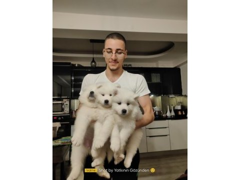 25 ocak doğumlu safkan samoyed (çiftlik üretimi değiller)