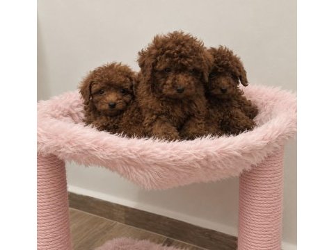 Orjinal wc eğitimli ev üretimi toy poodle