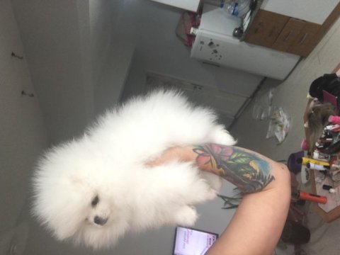 Teddy bear surat teacup pomeranian erkek