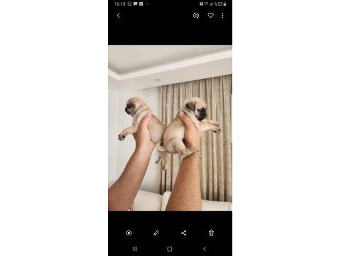 Muhteşem safkan pug yavruları