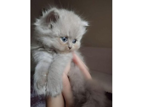 A kalite british longhair kediler