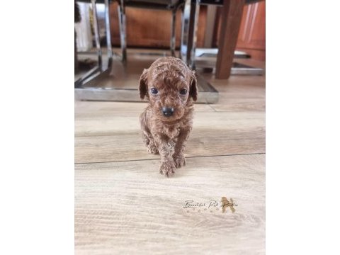 Toypoodle sevimli yavrularımız 