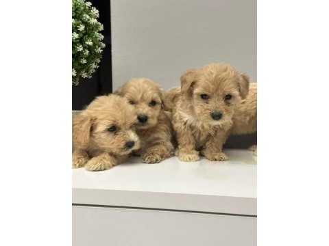 Maltipoo yavrularimiz
