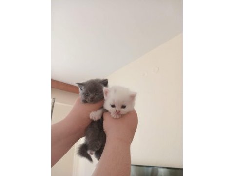 Uygun british shorthair yavrular sahibini bekliyor