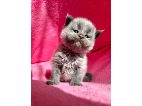 Minik maine coon devler