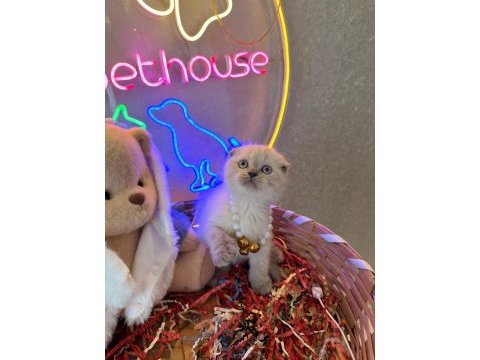 Scottish fold ayı bebekler safkan top kafalar