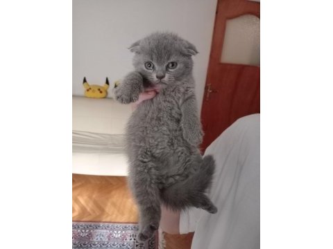 Scottish fold