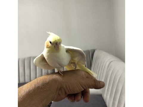 80 günlük sultan papağanı son yavrular