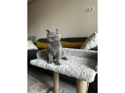 Gri british shorthair cinsi yavrumuza yuva arıyoruz
