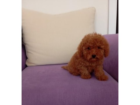 Mini boy poodle yavrularımız ırk garantili teslim