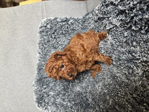 Mini boy toy poodle